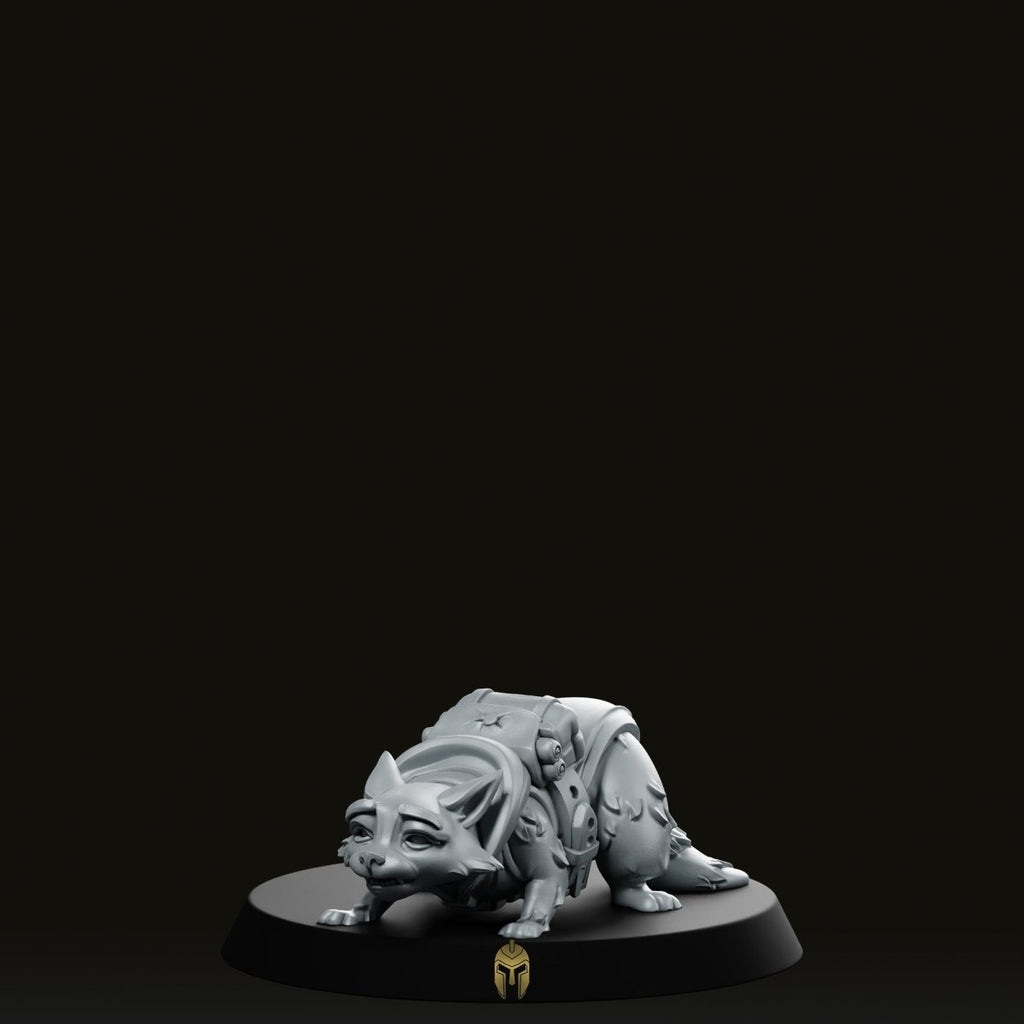 Rakoun A Pet Racoon Miniature